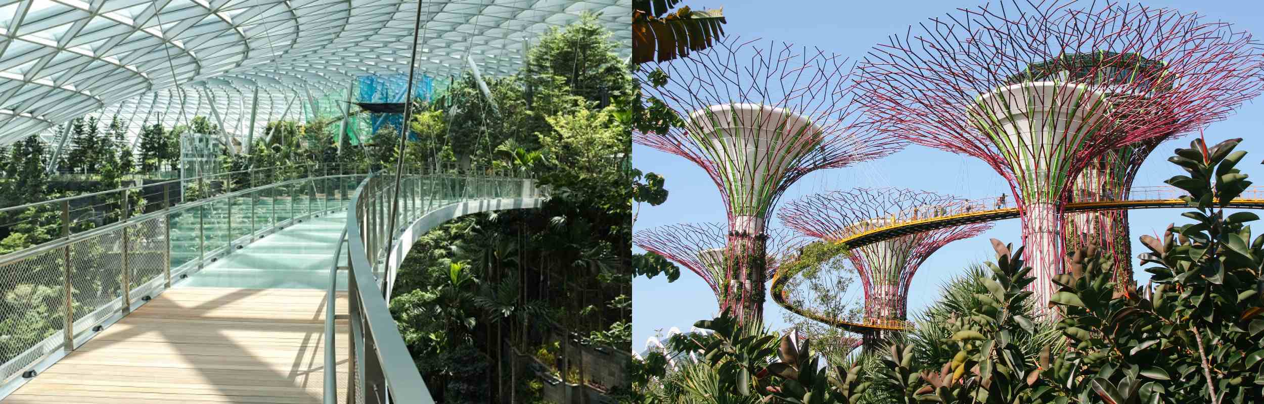 Jewel Changi Airport’s Canopy Bridge and Gardens by the Bay’s Supertree Grove